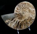 Beautiful Choffaticeras Ammonite - Half #5217-3